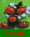 Tomato 9-Good Morning!